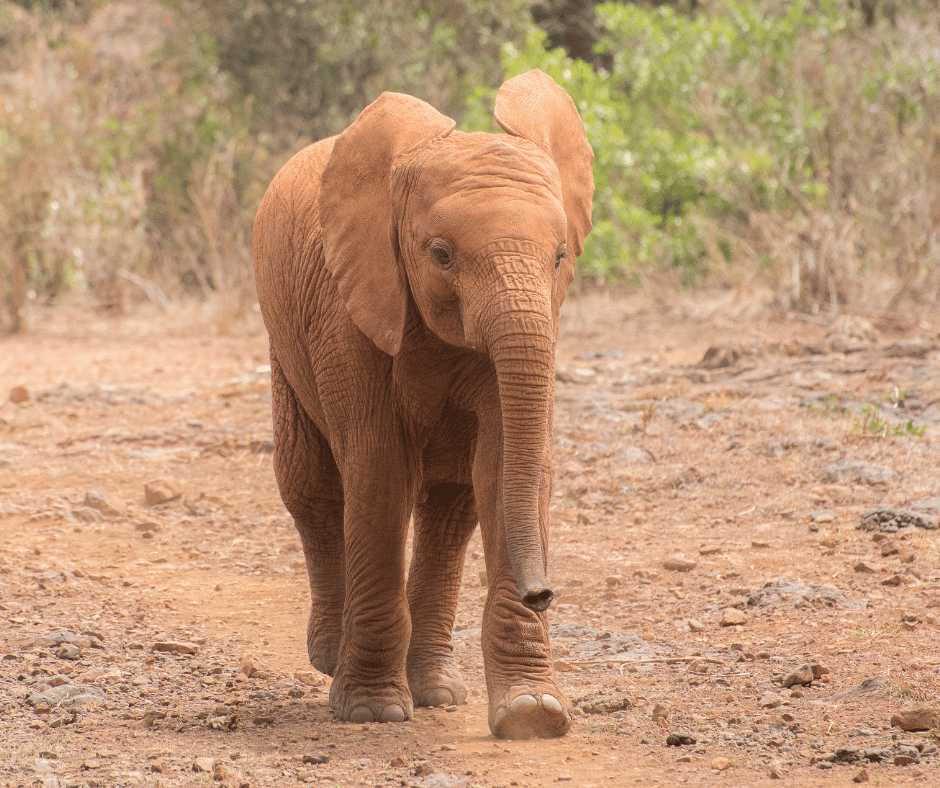 David Sheldrick Wildlife Trust